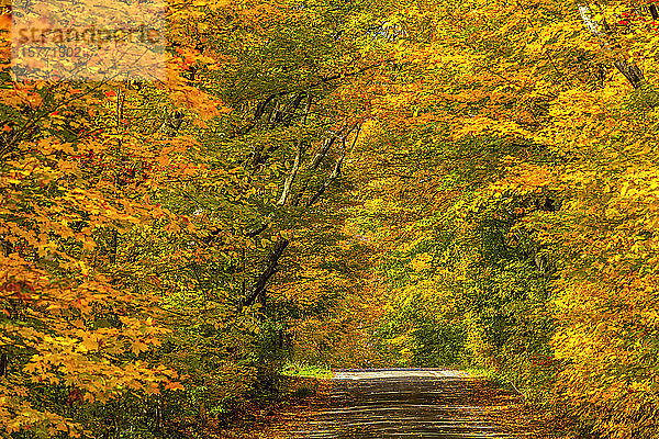 Kräftig gefärbtes Herbstlaub in einem Wald und eine Straße  die durch den Wald führt; Region Lac Labelle  Quebec  Kanada