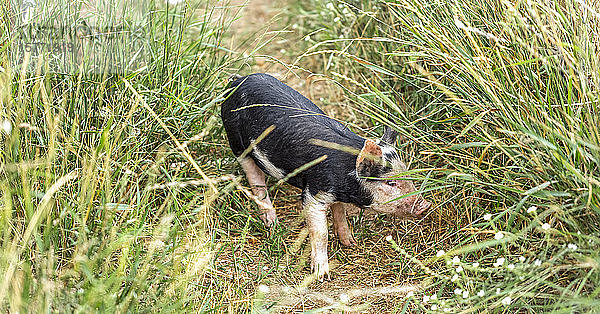 Schwein  das auf einem ausgetretenen Pfad in hohem Gras steht; Armstrong  British Columbia  Kanada