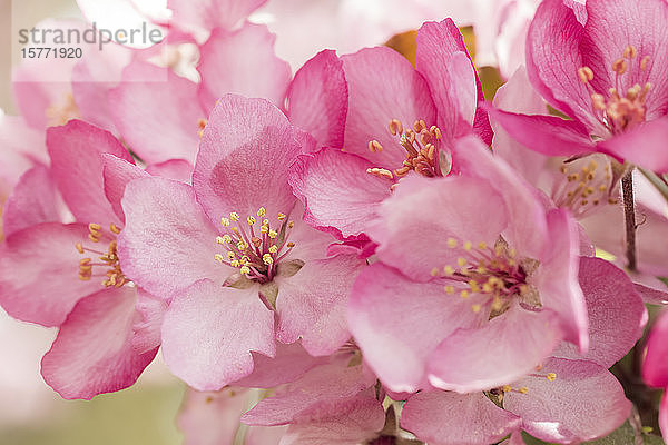 Nahaufnahme von rosa Apfelblüten; Alberta  Kanada