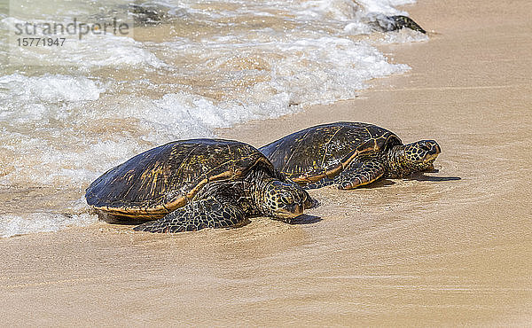 Die vom Aussterben bedrohten Grünen Meeresschildkröten (Chelonia mydas) tauchen aus der Brandung auf  um sich an einem beliebten Touristenstrand in der Nähe von Paia zu sonnen  wo Schildkrötenwächter darauf achten  dass die Tiere nicht von Schaulustigen gestört werden. Viele Meeresschildkröten liegen jeden Tag am Strand  um sich in der Sonne zu wärmen  am berühmten Hookaipa Beach; Paia  Maui  Hawaii  Vereinigte Staaten von Amerika