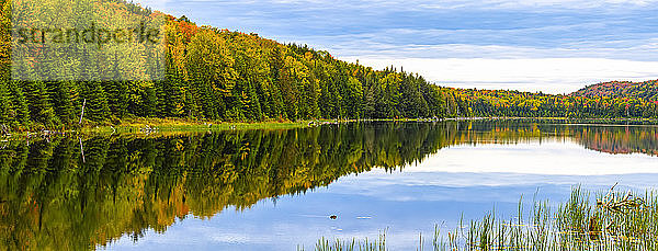 Kräftig gefärbtes Herbstlaub in einem Wald  das sich in einem ruhigen See spiegelt; Region Lac Labelle  Quebec  Kanada