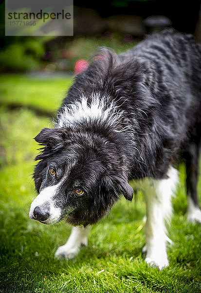 Border Collie in einem Hof; Surrey  British Columbia  Kanada