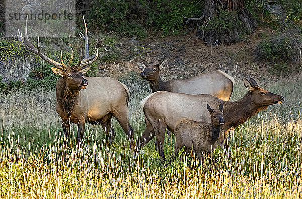 Elch (Cervus canadensis) Bulle  Kühe und Kalb; Estes Park  Colorado  Vereinigte Staaten von Amerika
