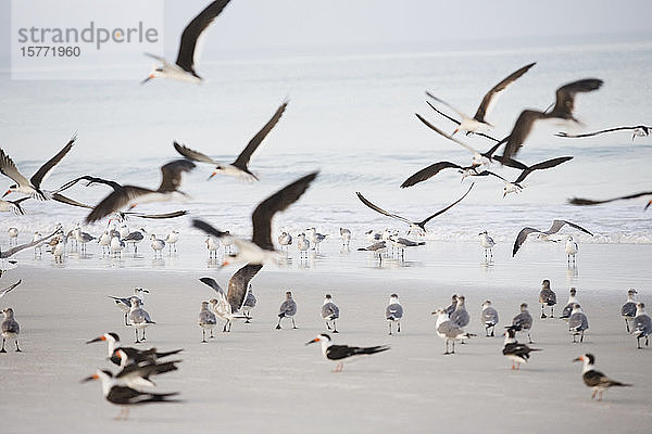 Schwarm von Seeschwalben am Strand