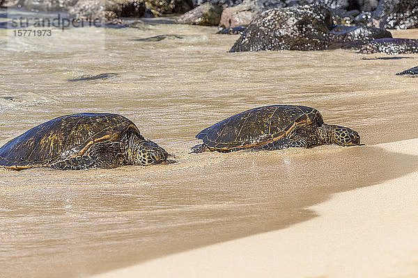 Die vom Aussterben bedrohten Grünen Meeresschildkröten (Chelonia mydas) tauchen aus der Brandung auf  um sich an einem beliebten Touristenstrand in der Nähe von Paia zu sonnen  wo Schildkrötenwächter darauf achten  dass die Tiere nicht von Schaulustigen gestört werden. Viele Meeresschildkröten liegen jeden Tag am Strand  um sich in der Sonne zu wärmen  am berühmten Hookaipa Beach; Paia  Maui  Hawaii  Vereinigte Staaten von Amerika