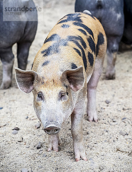 Schwein auf einer Farm  das in die Kamera schaut; Armstrong  British Columbia  Kanada