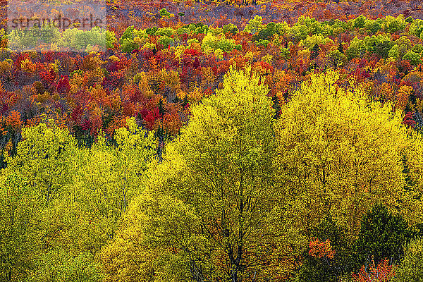 Lebhaftes Herbstlaub in den Wäldern der Laurentian Mountains; Val Racine  Quebec  Kanada