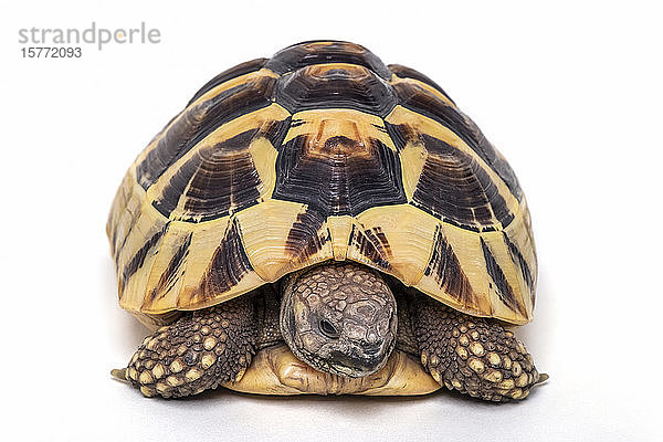 Östliche Harmann-Schildkröte (Testudo hermanni boettgeri) in Pose vor einem weißen Hintergrund; Studio