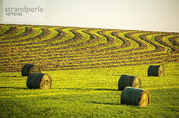 Heuballen auf einem grünen Feld mit kurvigen Erntelinien auf einem sanften Hügel im Hintergrund  westlich von Calgary; Alberta  Kanada