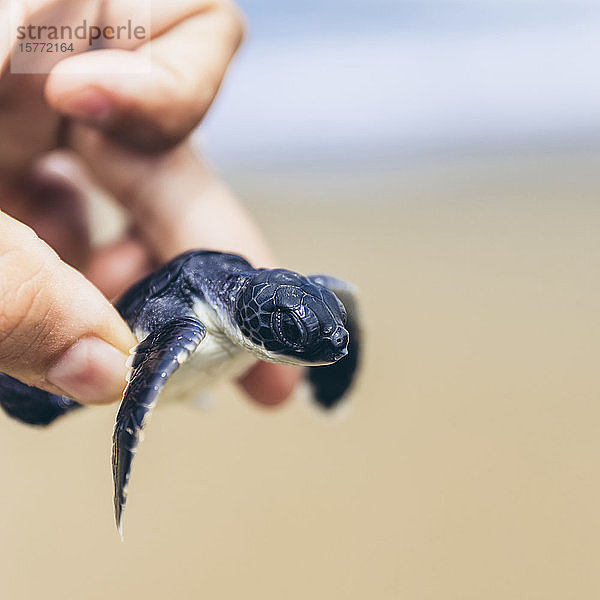 Baby-Schildkröte am Pantai Pandan Sari; Ost-Java  Java  Indonesien