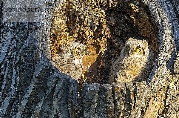 Habichtskauz und Eule (Bubo virginianus); Fort Collins  Colorado  Vereinigte Staaten von Amerika