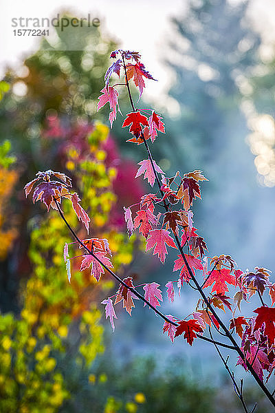 Herbstliche rote Ahornblätter mit Frost und Nebel in der Luft; Quebec  Kanada
