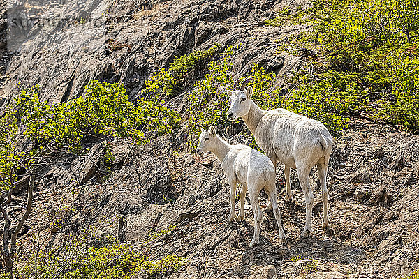 Dallschafschaf und Lamm (Ovis dalli) in den Chugach Mountains südlich von Anchorage  Alaska in Süd-Zentral-Alaska; Alaska  Vereinigte Staaten von Amerika