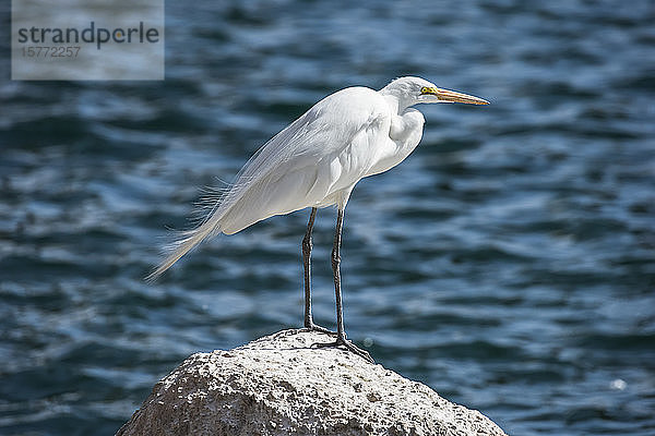 Silberreiher (Ardea alba) auf einem Felsen vor einem wässrigen Hintergrund im Freestone Park; Gilbert  Arizona  Vereinigte Staaten von Amerika