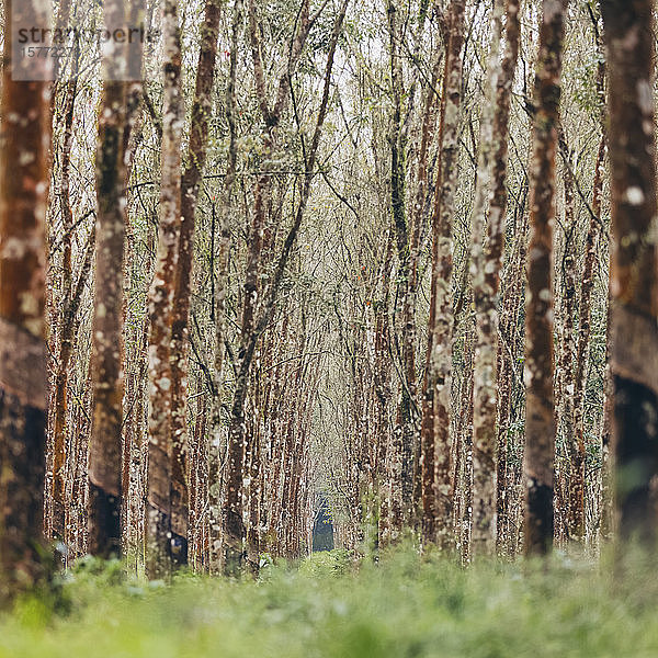 Gummibaum (Hevea brasiliensis) Wald von Licin; Ost-Java  Java  Indonesien