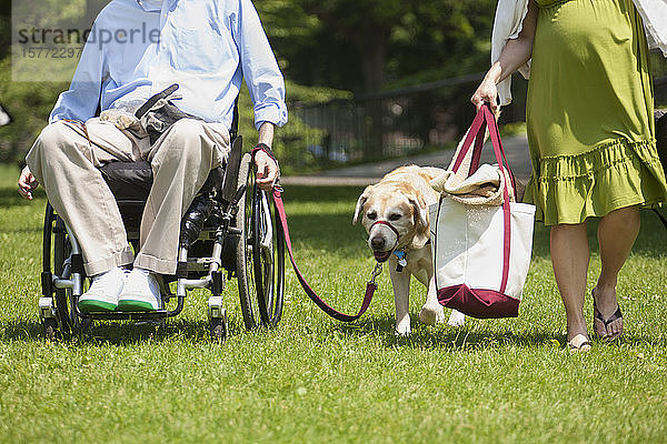 Mann im Rollstuhl mit Rückenmarksverletzung geht mit Diensthund und schwangerer Frau spazieren