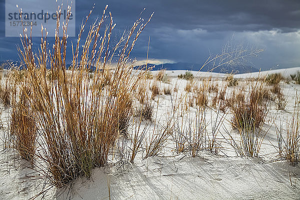 Kleines Blausterngras (Schizachyrium scoparium)  White Sands National Monument; Alamogordo  New Mexico  Vereinigte Staaten von Amerika