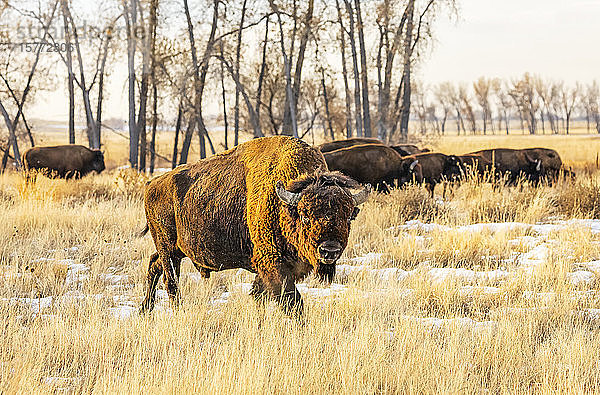 Amerikanischer Bison (Bison bison)  stehend auf einem Feld in Herbstfarben; Jackson  Wyoming  Vereinigte Staaten von Amerika