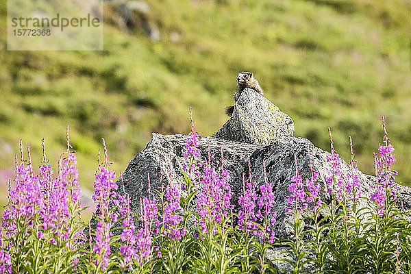 Ein Murmeltier (Marmota caligata) ruht sich auf einem Aussichtsfelsen in der Sonne aus. Das Feuerkraut (Chamaenerion angustifolium) blüht in der Gegend um den Hatcher Pass in der Nähe von Palmer  Süd-Zentral-Alaska; Alaska  Vereinigte Staaten von Amerika