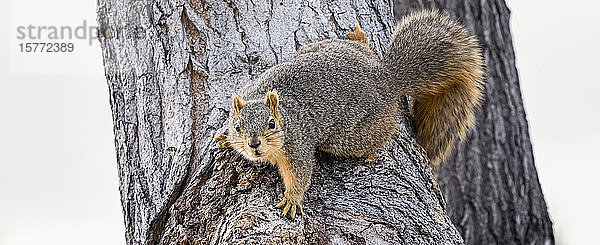 Fuchshörnchen (Sciurus niger) in einem Baum; Denver  Colorado  Vereinigte Staaten von Amerika