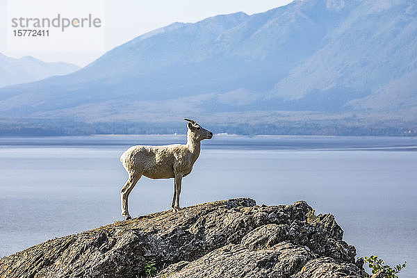 Dallschafschaf (Ovis dalli) steht auf einem Felsvorsprung mit Blick auf die Gewässer des Turnagain Arm südlich von Anchorage  Alaska in Süd-Zentral-Alaska  Vereinigte Staaten von Amerika