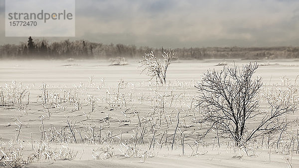 Eisbedeckter Baum in einem schneebedeckten Feld mit Eisnebel; Sault St. Marie  Michigan  Vereinigte Staaten von Amerika