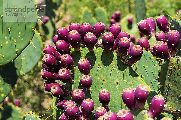 Frucht des Feigenkaktus (Opuntia); Arizona  Vereinigte Staaten von Amerika