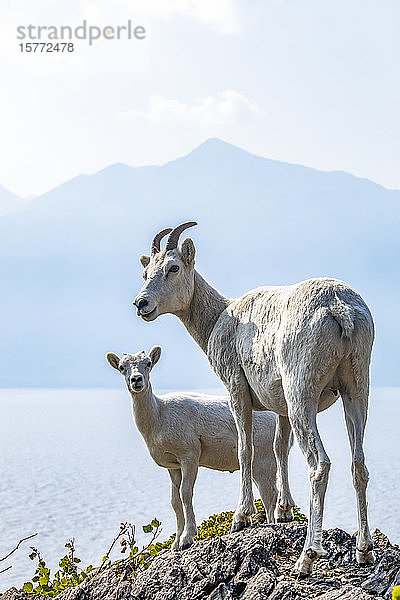 Dallschafschafschaf und Lamm (Ovis dalli) in den Church Mountains südlich von Anchorage in Süd-Zentral-Alaska. Die Schafe blicken auf die Meeresgewässer des Turnagain Arm; Alaska  Vereinigte Staaten von Amerika