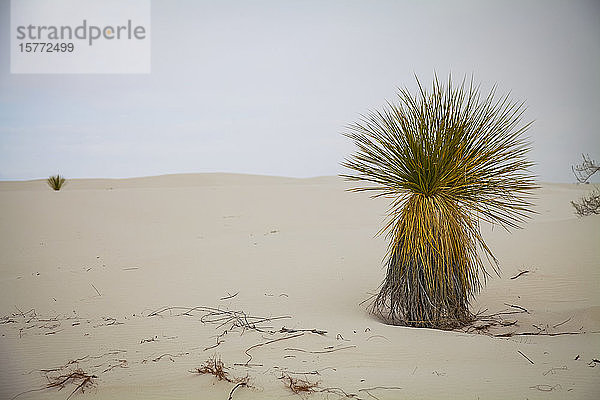 Soaptree Yucca (Yucca elata)  White Sands National Monument; Alamogordo  New Mexico  Vereinigte Staaten von Amerika