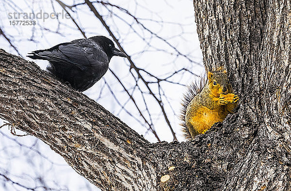 Fuchshörnchen (Sciurus niger) und Krähe in einem Baum; Denver  Colorado  Vereinigte Staaten von Amerika