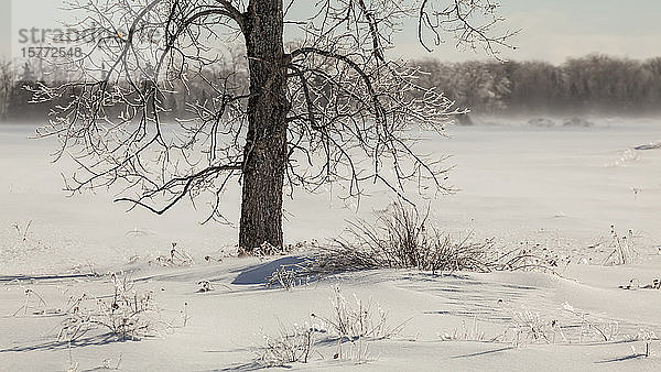 Eisbedeckter Baum in einem schneebedeckten Feld mit Eisnebel; Sault St. Marie  Michigan  Vereinigte Staaten von Amerika