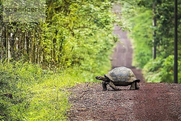 Die Galapagos-Riesenschildkröte (Chelonoidis nigra) schlängelt sich langsam über eine lange  gerade Schotterstraße  die sich bis zum Horizont erstreckt. Jenseits des Grasstreifens erstreckt sich auf beiden Seiten dichter Wald; Galapagos-Inseln  Ecuador