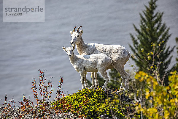 Dallschafschafschaf und Lamm (Ovis dalli) in den Chugach Mountains südlich von Anchorage  Süd-Zentral-Alaska. Die Schafe blicken auf die Meeresgewässer des Turnagain Arm; Alaska  Vereinigte Staaten von Amerika