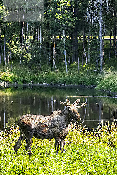 Ein junger Elchbulle (Alces alces) frisst in der Nähe eines kleinen Teichs in der Nähe des Kincaid Park in West Anchorage  Alaska. Das Geweih ist zu dieser Jahreszeit noch samtig ; Anchorage  Alaska  Vereinigte Staaten von Amerika