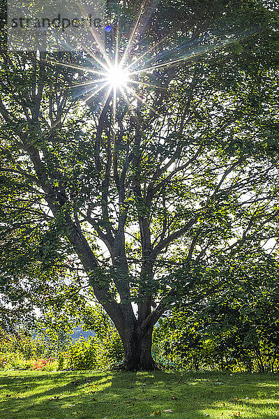 Heller Sonnenstrahl  der durch das Laub eines Baumes scheint; Terrace  British Columbia  Kanada