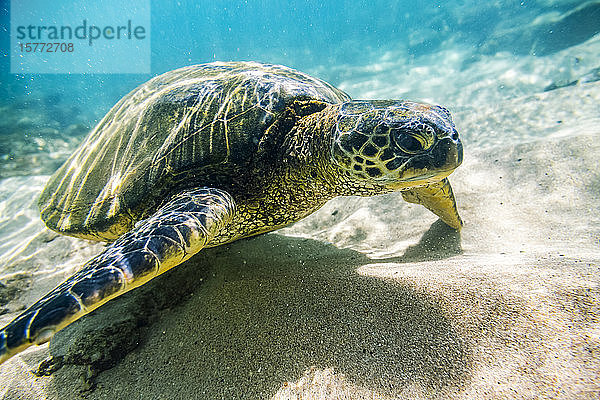 Eine vom Aussterben bedrohte Grüne Meeresschildkröte (Chelonia mydas) schwimmt unter Wasser in Maui auf dem sandigen Boden auf der Suche nach Nahrung; Paia  Maui  Hawaii  Vereinigte Staaten von Amerika