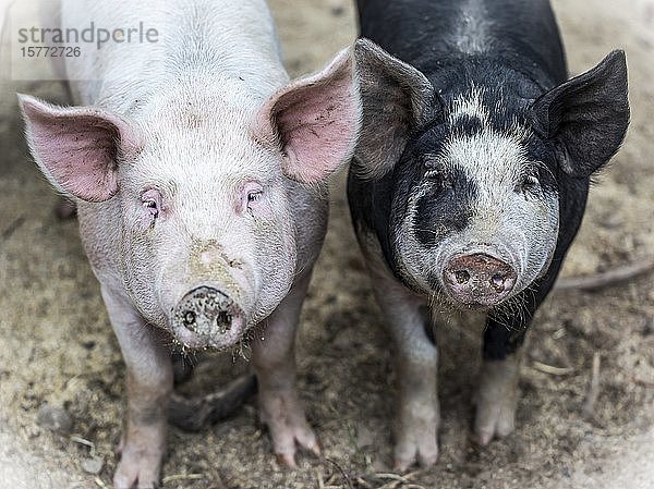 Zwei Schweine auf einem Bauernhof schauen in die Kamera; Armstrong  British Columbia  Kanada