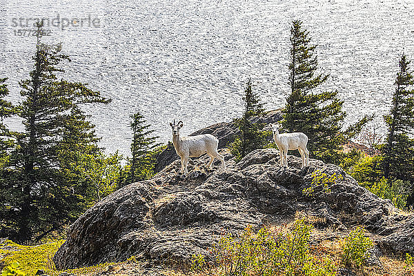 Dallschafschaf und Lamm (Ovis dalli) wandern auf den Felsvorsprüngen umher  um zu fressen  während sie die Meeresgewässer des Turnagain Arm in Süd-Zentral-Alaska südlich von Anchorage überblicken; Alaska  Vereinigte Staaten von Amerika