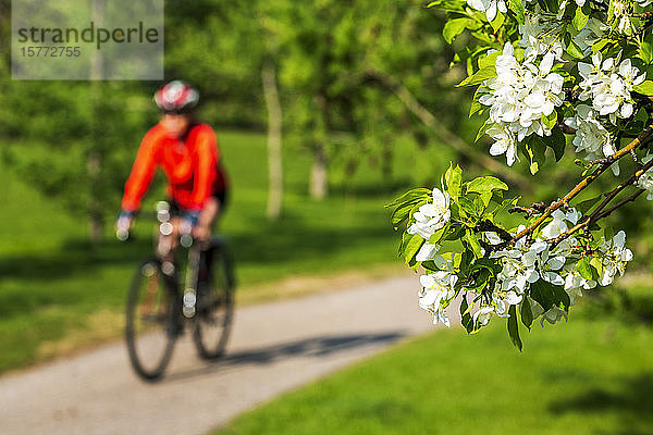 Radfahrerin auf einem Weg mit Apfelblüten im Vordergrund; Calgary  Alberta  Kanada