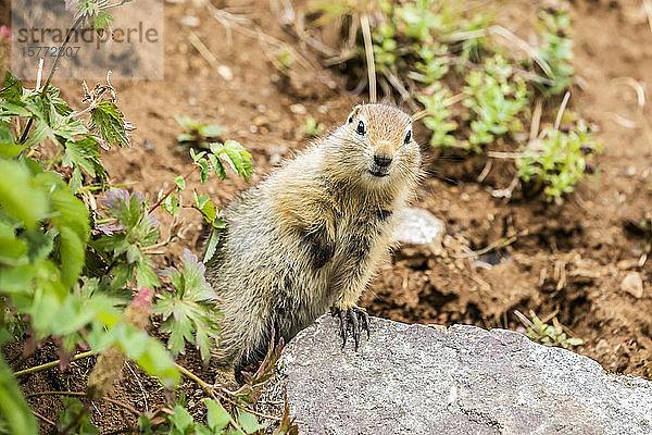 Ein arktisches Erdhörnchen (Urocitellus parryii) macht im Spätsommer eine Fresspause  um in die Kamera zu schauen  im Gebiet des Hatcher Pass in der Nähe von Palmer  Süd-Zentral-Alaska; Alaska  Vereinigte Staaten von Amerika