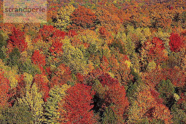 Lebhaftes Herbstlaub in den Wäldern der Laurentian Mountains; Quebec  Kanada