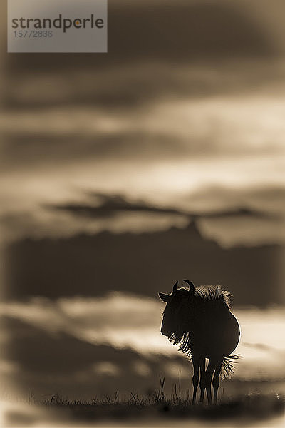 Ein blaues Gnu (Connochaetes taurinus) hebt sich am Horizont gegen einen gelb-schwarzen Himmel bei Sonnenuntergang ab. Seine Hörner sind in Umrissen zu erkennen  und es steht mit gedrehtem Kopf in Klein's Camp  Serengeti National Park; Tansania