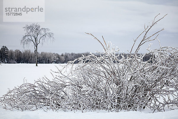 Eisbedeckte Bäume und ein verschneites Feld; Sault St. Marie  Michigan  Vereinigte Staaten von Amerika