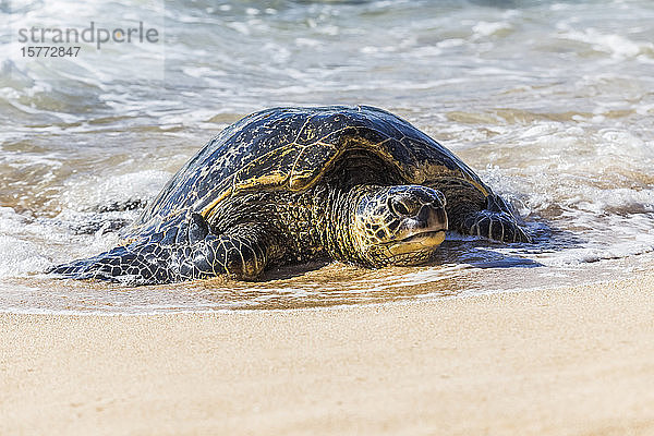 Grüne Meeresschildkröte (Chelonia mydas) kommt aus dem Wasser am Rande des Strandes  um die Sonne am berühmten Hookaipa Beach zu genießen; Paia  Maui  Hawaii  Vereinigte Staaten von Amerika