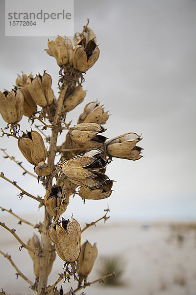 Soaptree Yucca (Yucca elata) Samenschoten  White Sands National Monument; Alamogordo  New Mexico  Vereinigte Staaten von Amerika