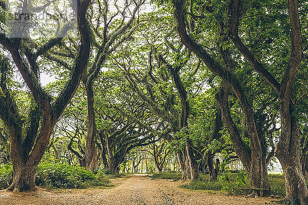 Schöner Wald von Jawatan Perhutani  in der Nähe von Banyuwangi; Java  Indonesien