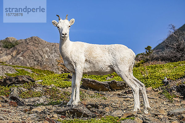 Dallschafschaf (Ovis dalli) schaut beim Fressen in den Church Mountains im Spätsommer in die Kamera  südlich von Anchorage  Alaska in South-central; Alaska  Vereinigte Staaten von Amerika