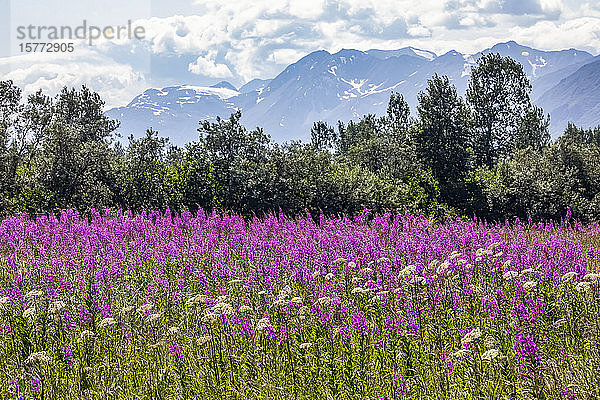 Ein Feld mit Feuerkraut (Chamaenerion angustifolium) blüht Mitte Juli an der Straße  die zum Hatcher Pass in der Nähe von Palmer  Alaska  hinaufführt. Im Hintergrund sind die Chugach Mountains zu sehen; Alaska  Vereinigte Staaten von Amerika