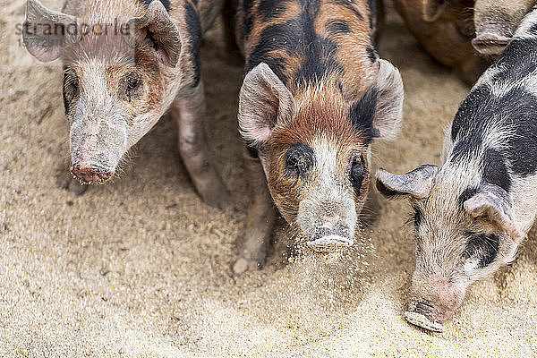 Schweine auf einem Bauernhof beim Fressen auf dem Boden; Armstrong  British Columbia  Kanada