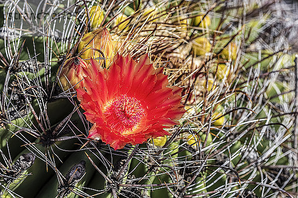 Die Blüte des Ferocactus  was so viel bedeutet wie wilder Kaktus   Barrel Cactus; Arizona  Vereinigte Staaten von Amerika